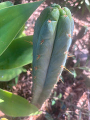 👑 Lotusland Huanu —  Frosty 12” Tip