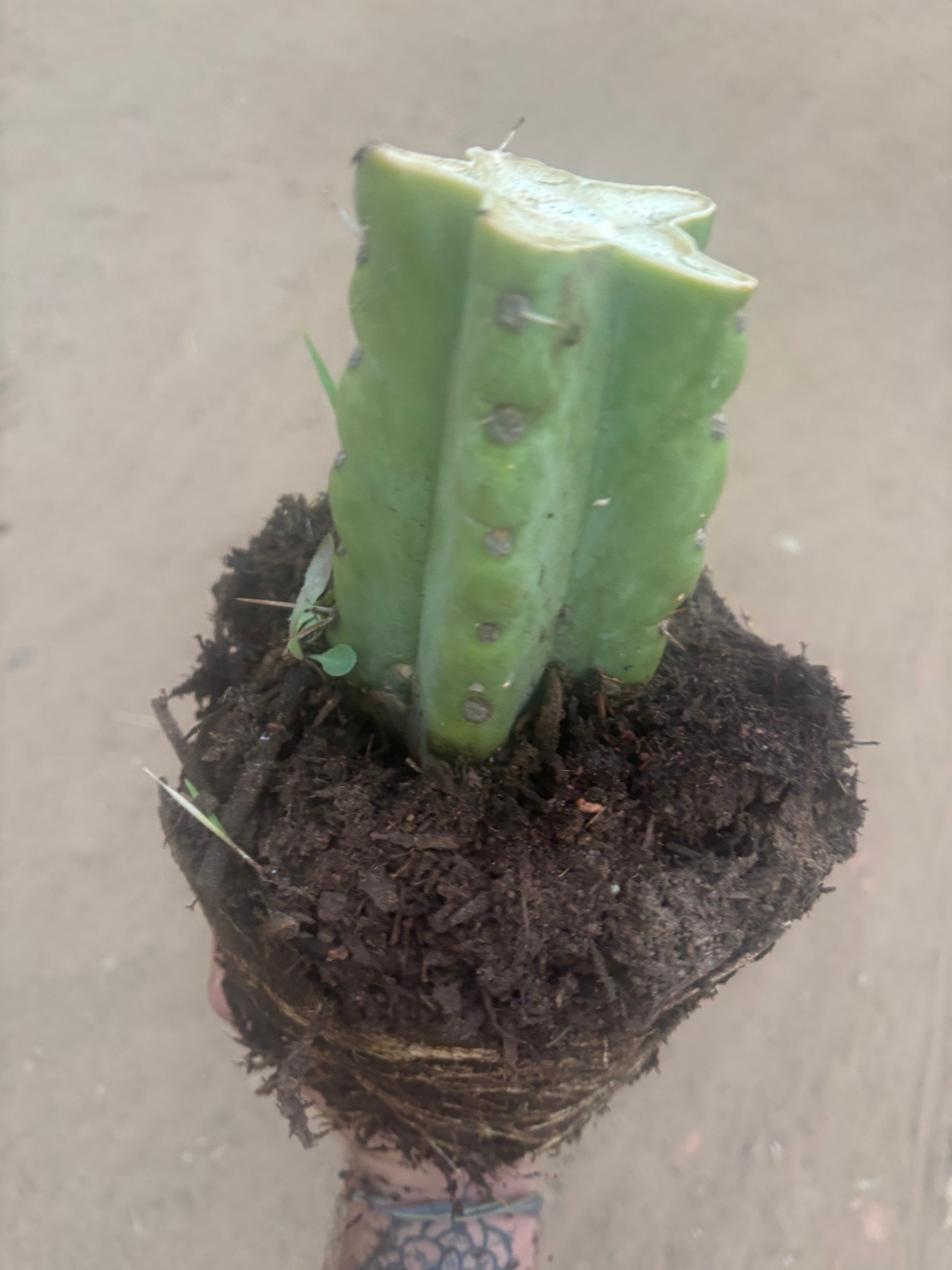 💎🌶️🌶️ NOM — Fully Rooted XL Stump