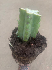 💎🌶️🌶️ NOM — Fully Rooted XL Stump