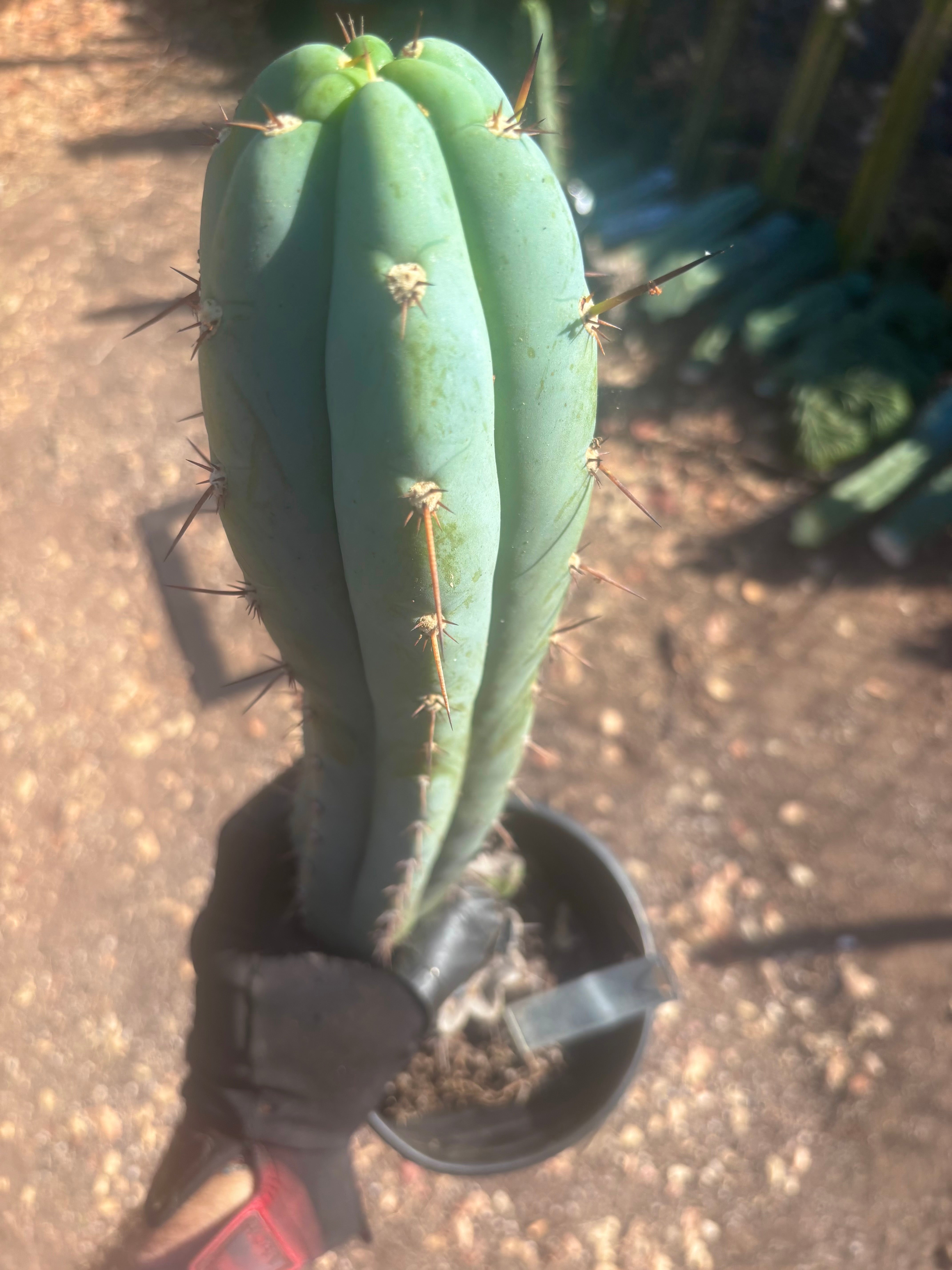 💎 Sharxx Blue x Rosei 2 — XL Rooted