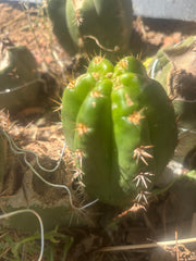 💎👑💎🌶️ CareBear — 5” Grenade