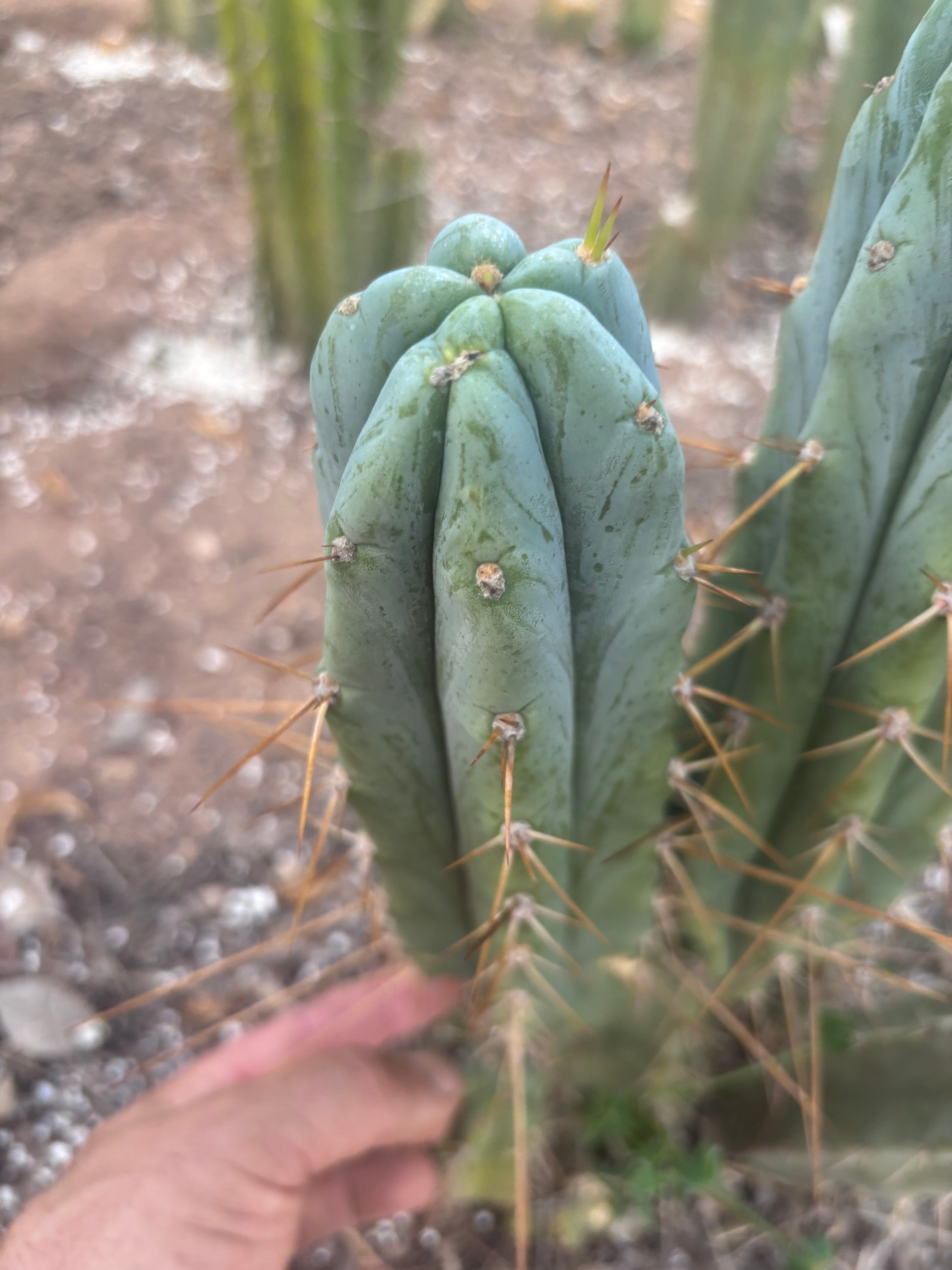 👑🌶️ S.S. Achuma — 10.5” Pup