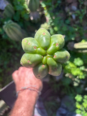 👑🌶️ The Field’s Pachanoi — Chonky 12” Tip