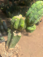 💎👑💎 Havran — Established Multi-Pup Graft on PC