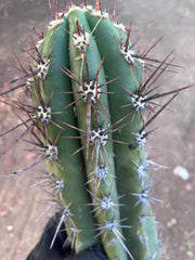 💎 Taquimbalensis — XL 17” Pup