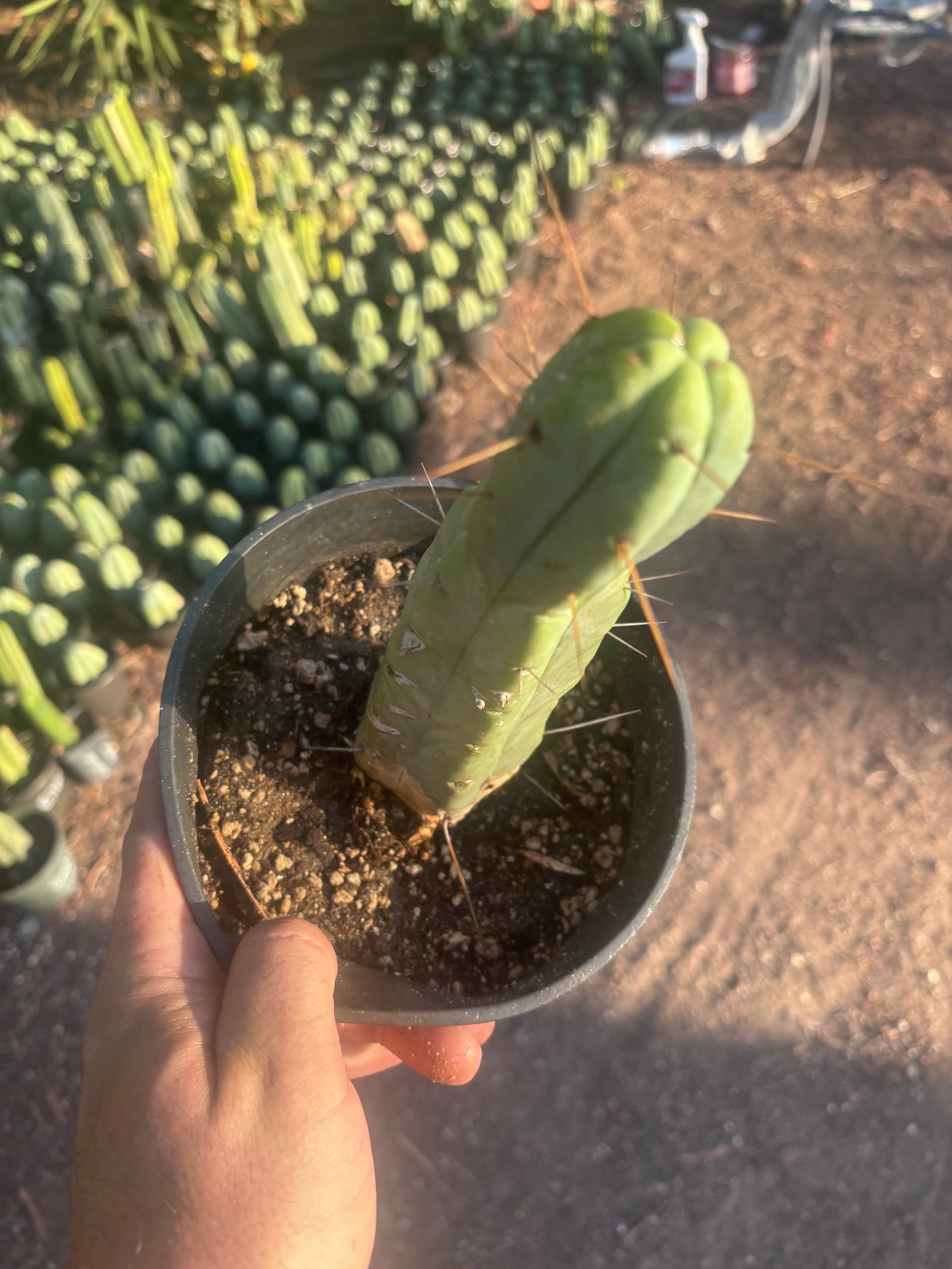 👑🌶️🌶️ Jiimz Twin Spine — Rooted 10” Tip