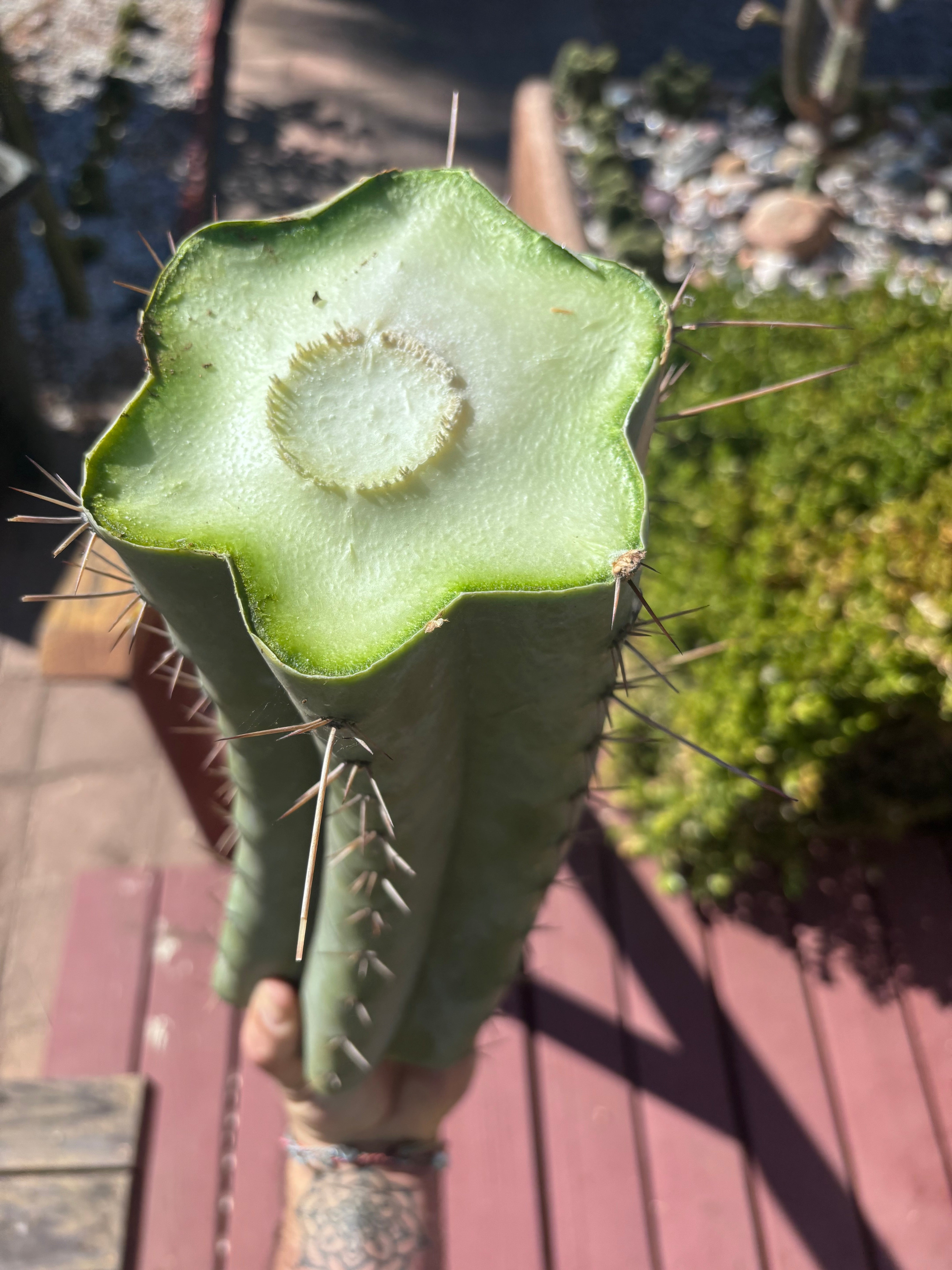 💎👑🌶️ CGG — Massive 15” Mid