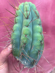 🌶️🌶️⚠️ E.R. — Another Beefy 9” Pup