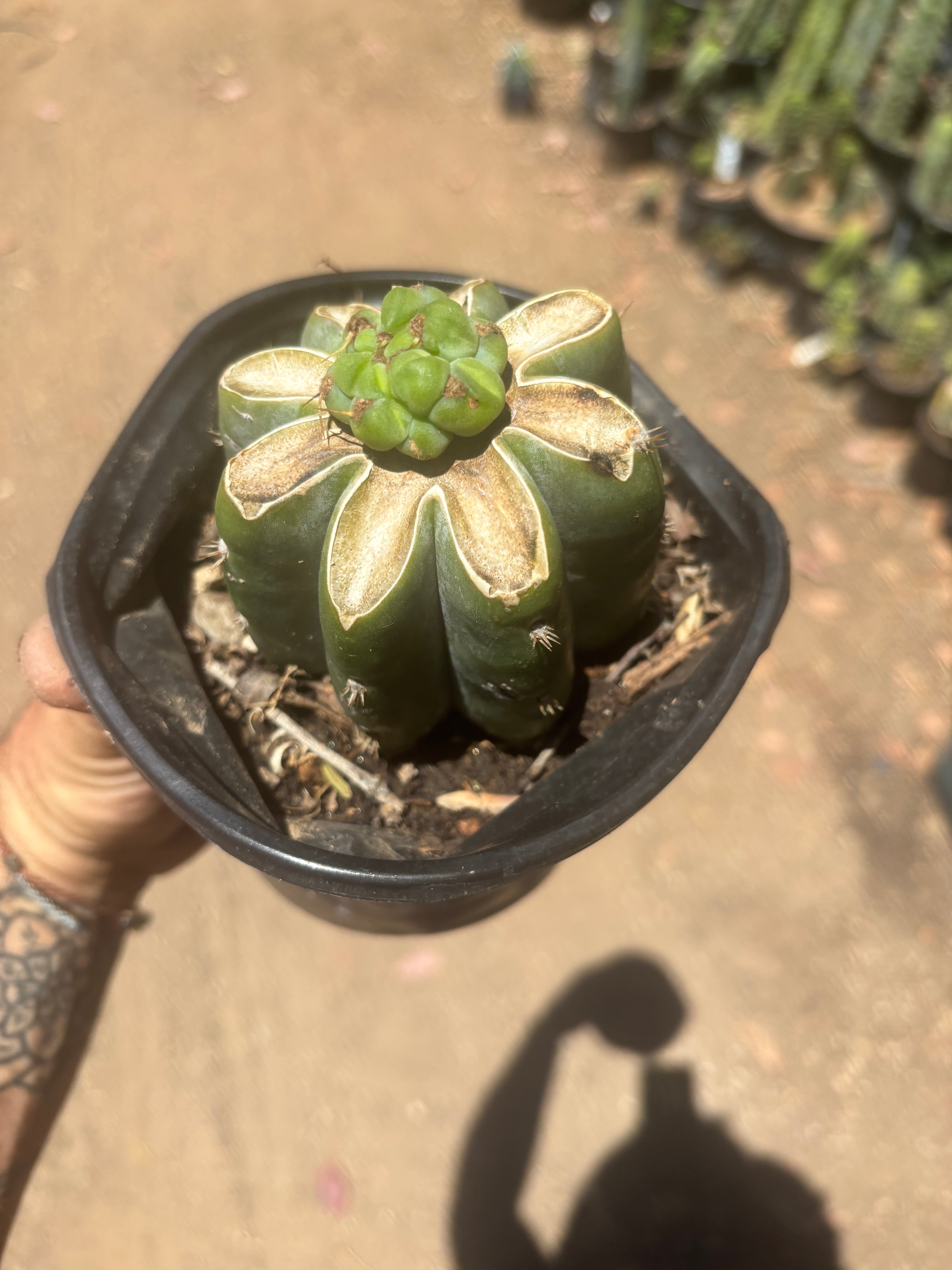 💎🌶️🌶️ NOM — Pup Graft On Rooted Shine01