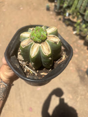 💎🌶️🌶️ NOM — Pup Graft On Rooted Shine01