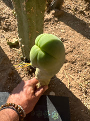 👑🌶️ TBM Long Form — 11” Tip