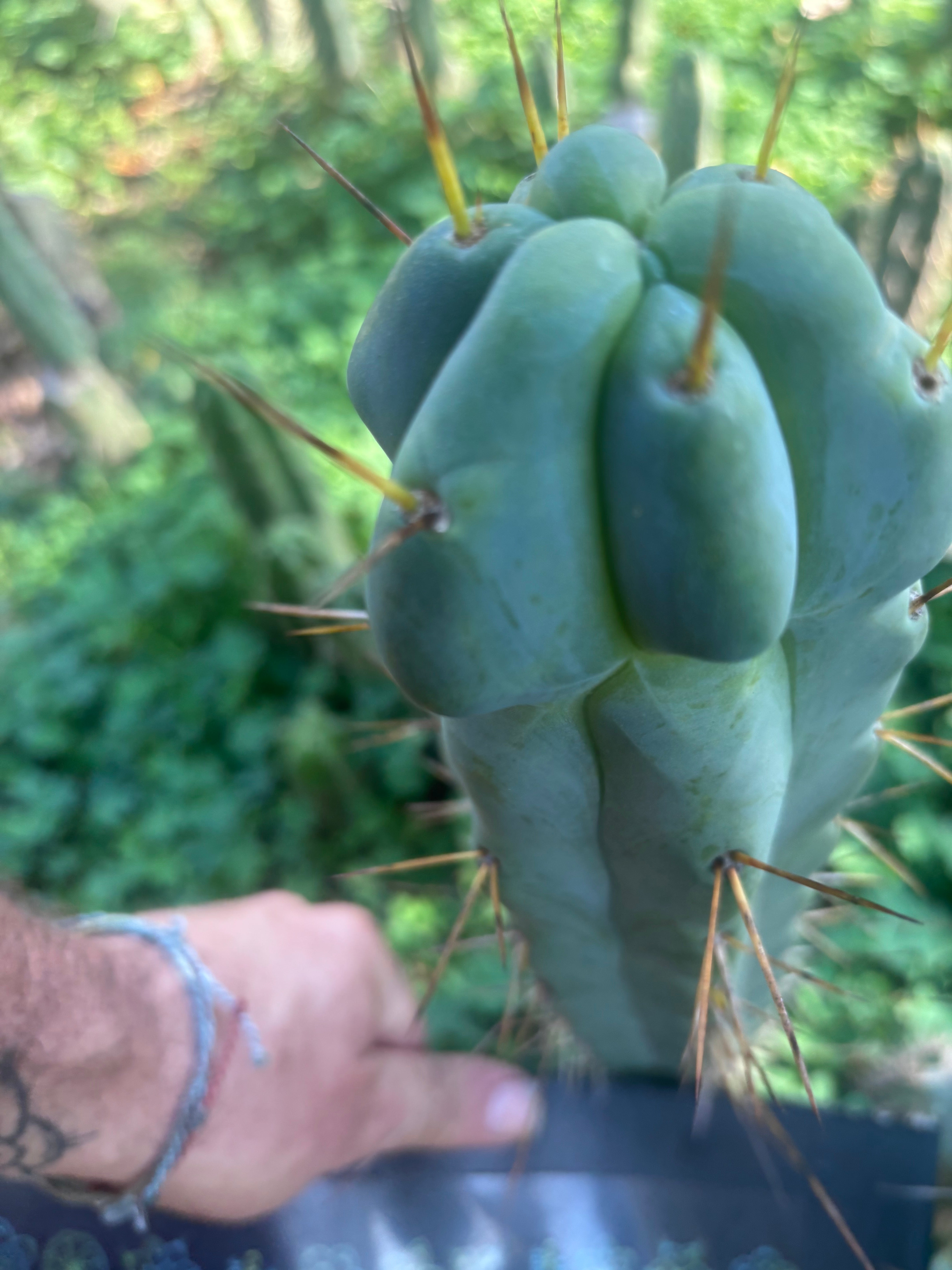 💎🌶️ Sina x SS02  — Thick Melty 10” Tip