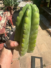 👑🌶️ Bitterfly — Beefy 9” Tip