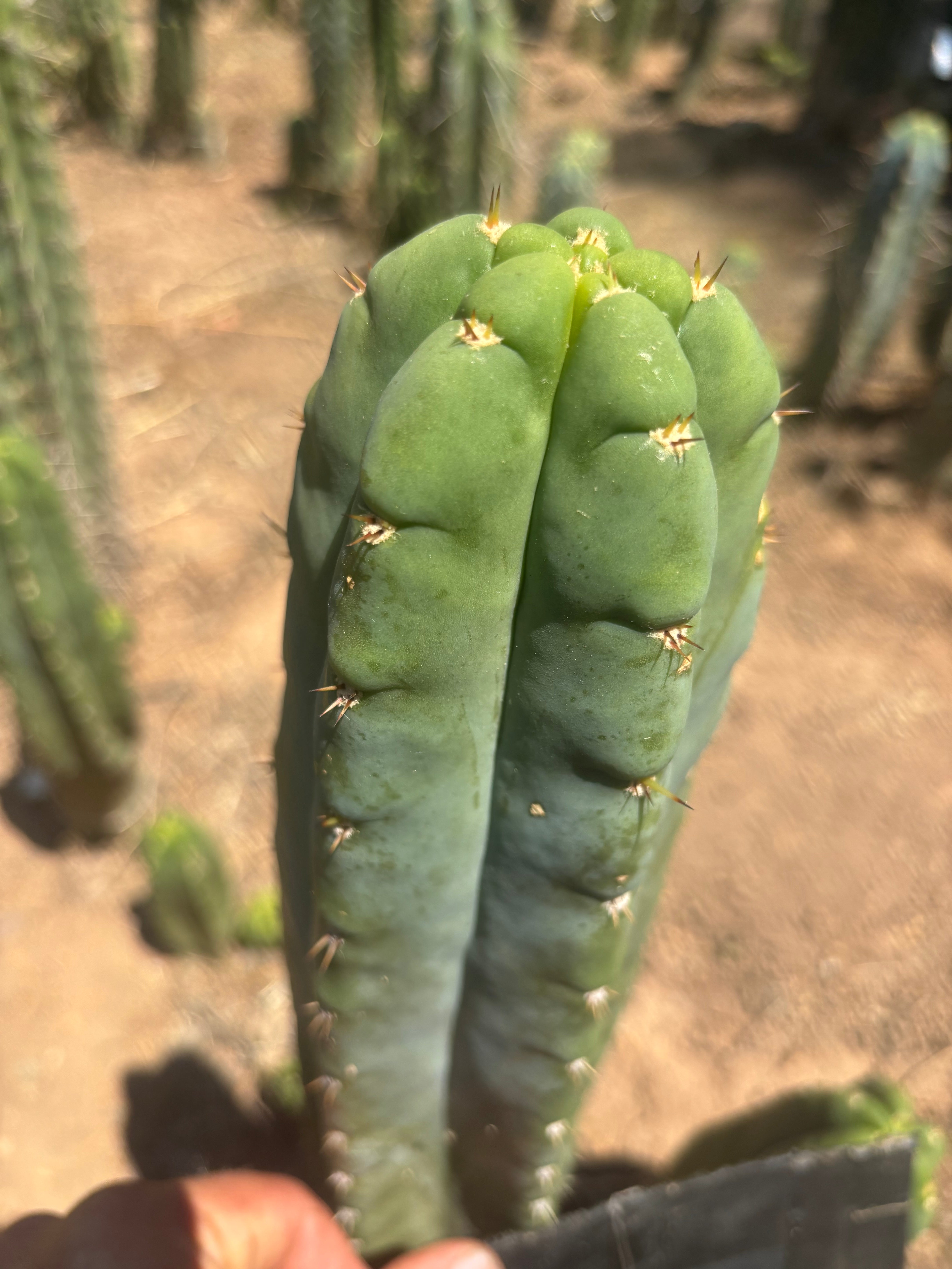 💎👑🌶️ Bob’s Colossus — Beefy 9” Tip