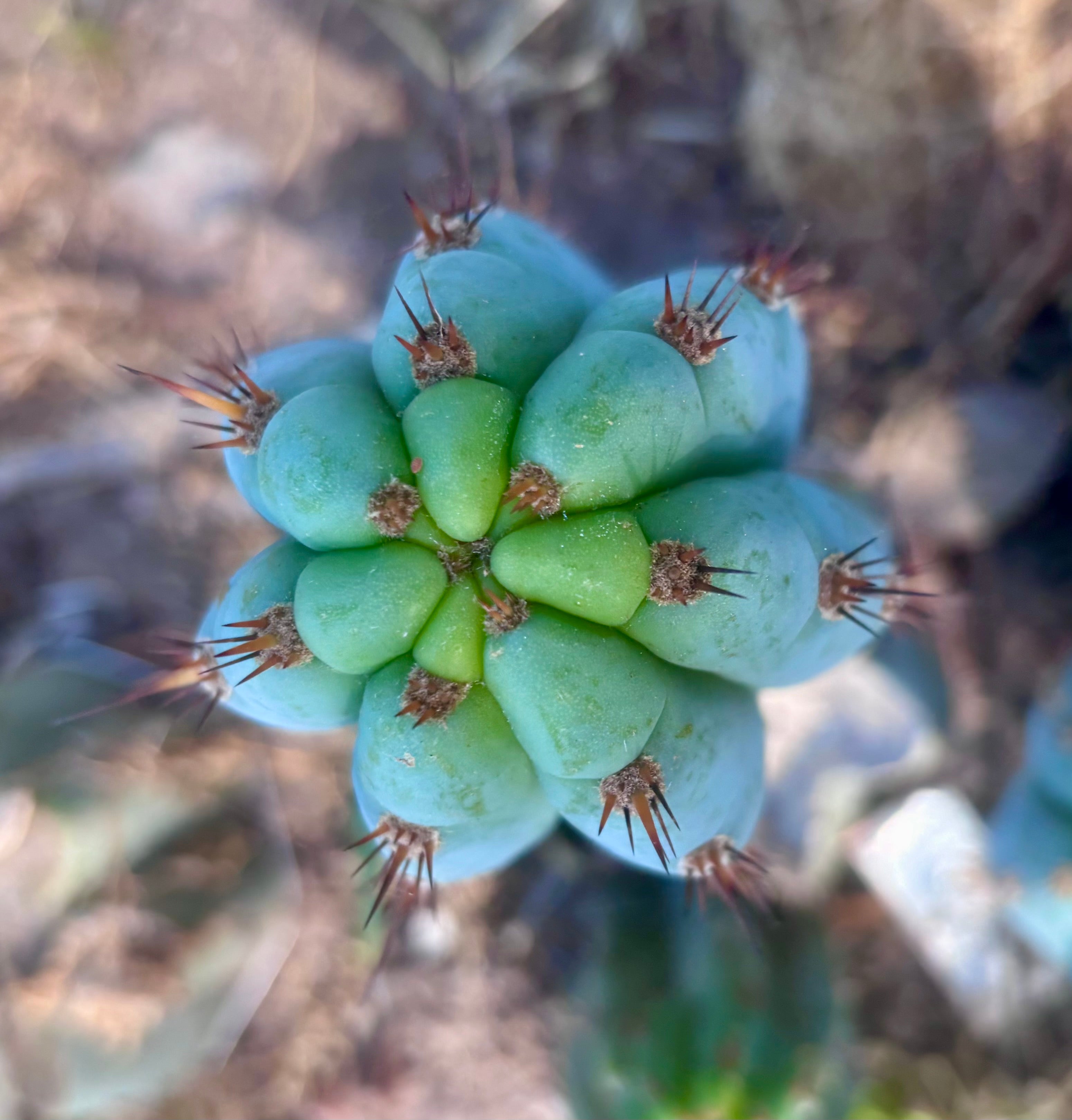 💎👑  Bart (Monassa Blue) — 8” Pup