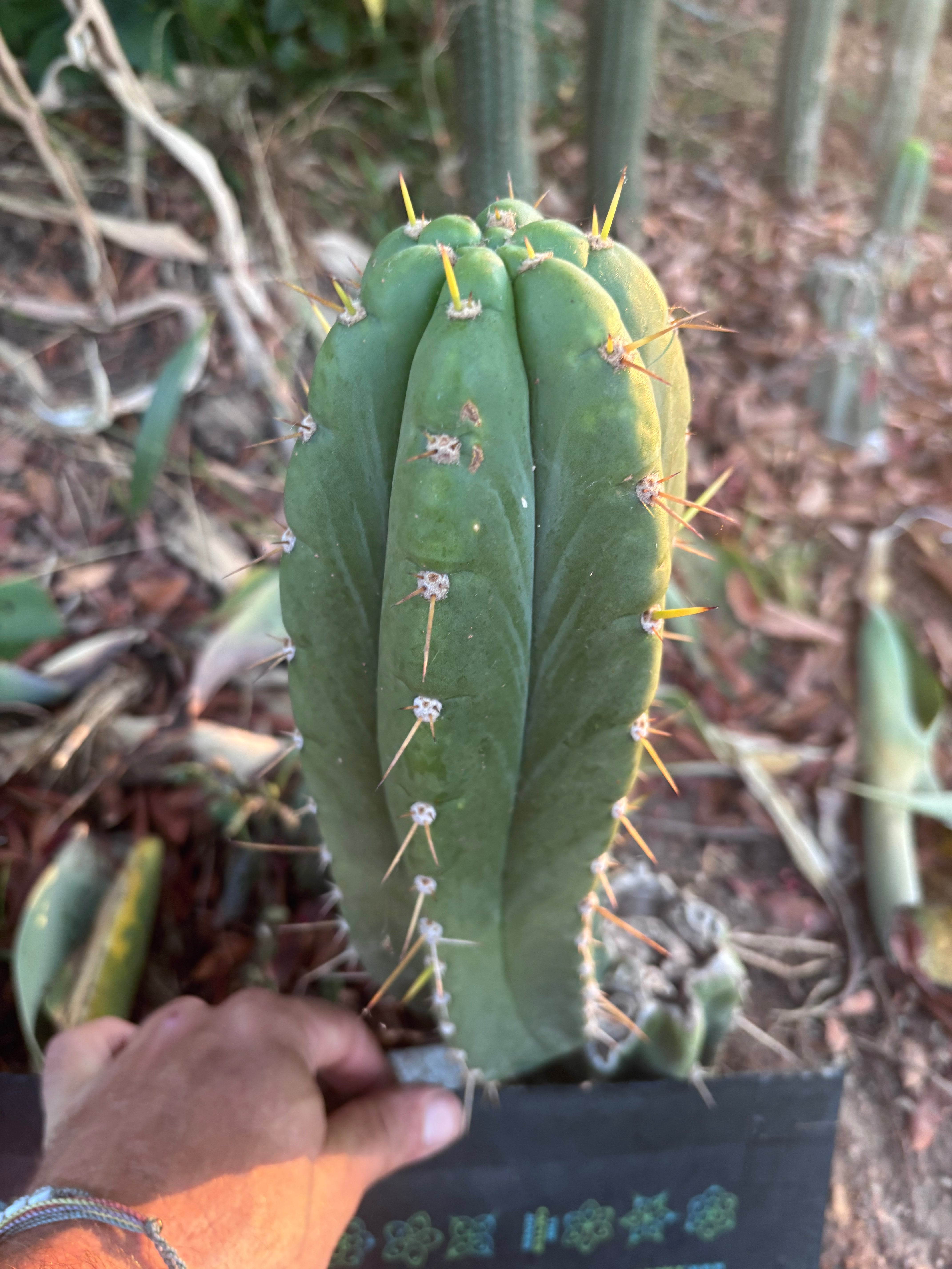 👑🌶️ Maranonensis — Thick 12” Pup