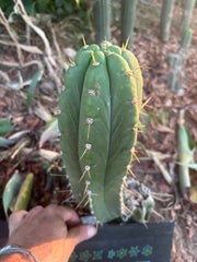 👑🌶️ Maranonensis — Thick 12” Pup