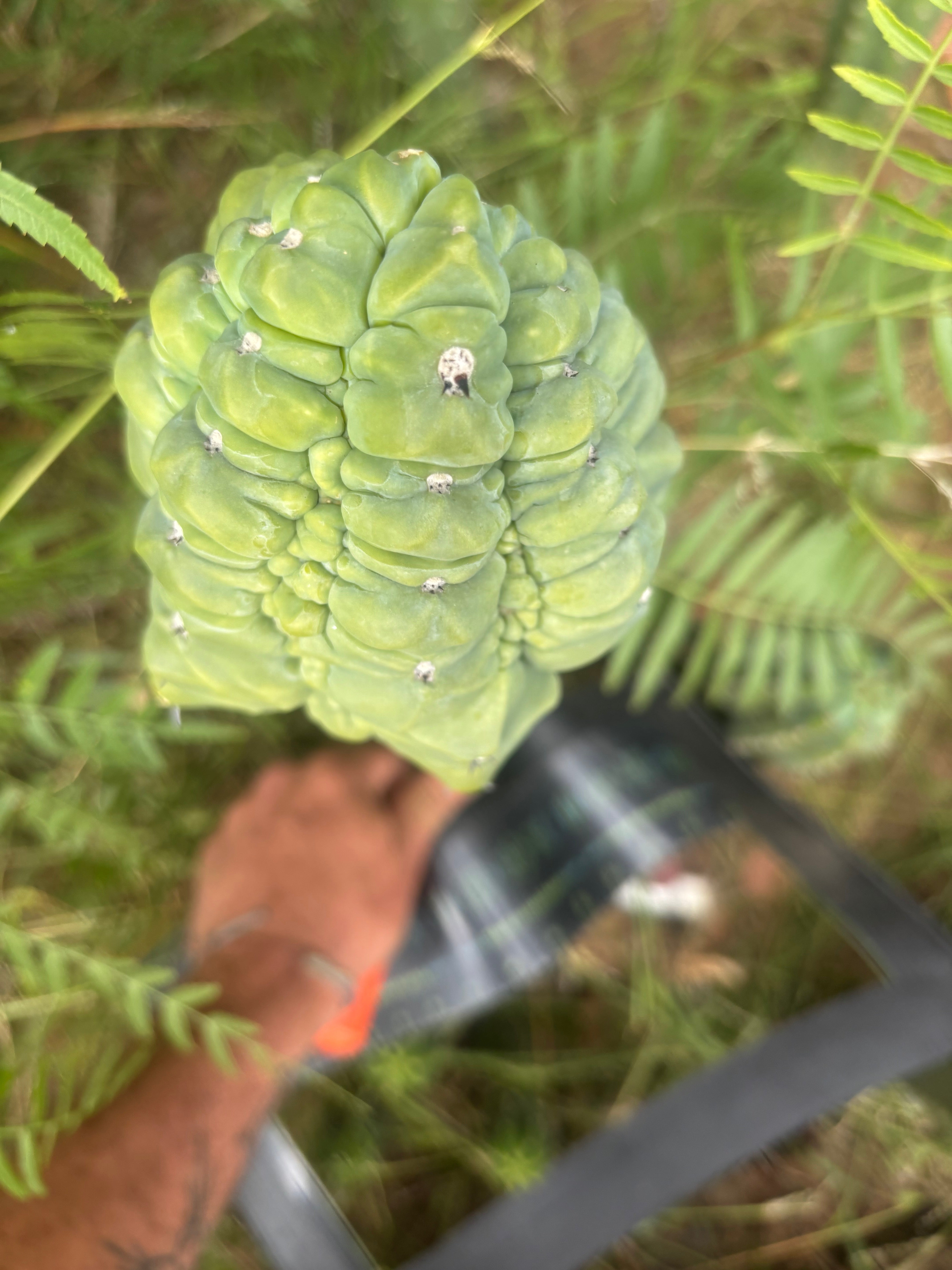 👑💎 Glorp — XXL Graft