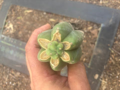 👑💎🌶️  CSD — Another Pup Graft on Rooted Pierre