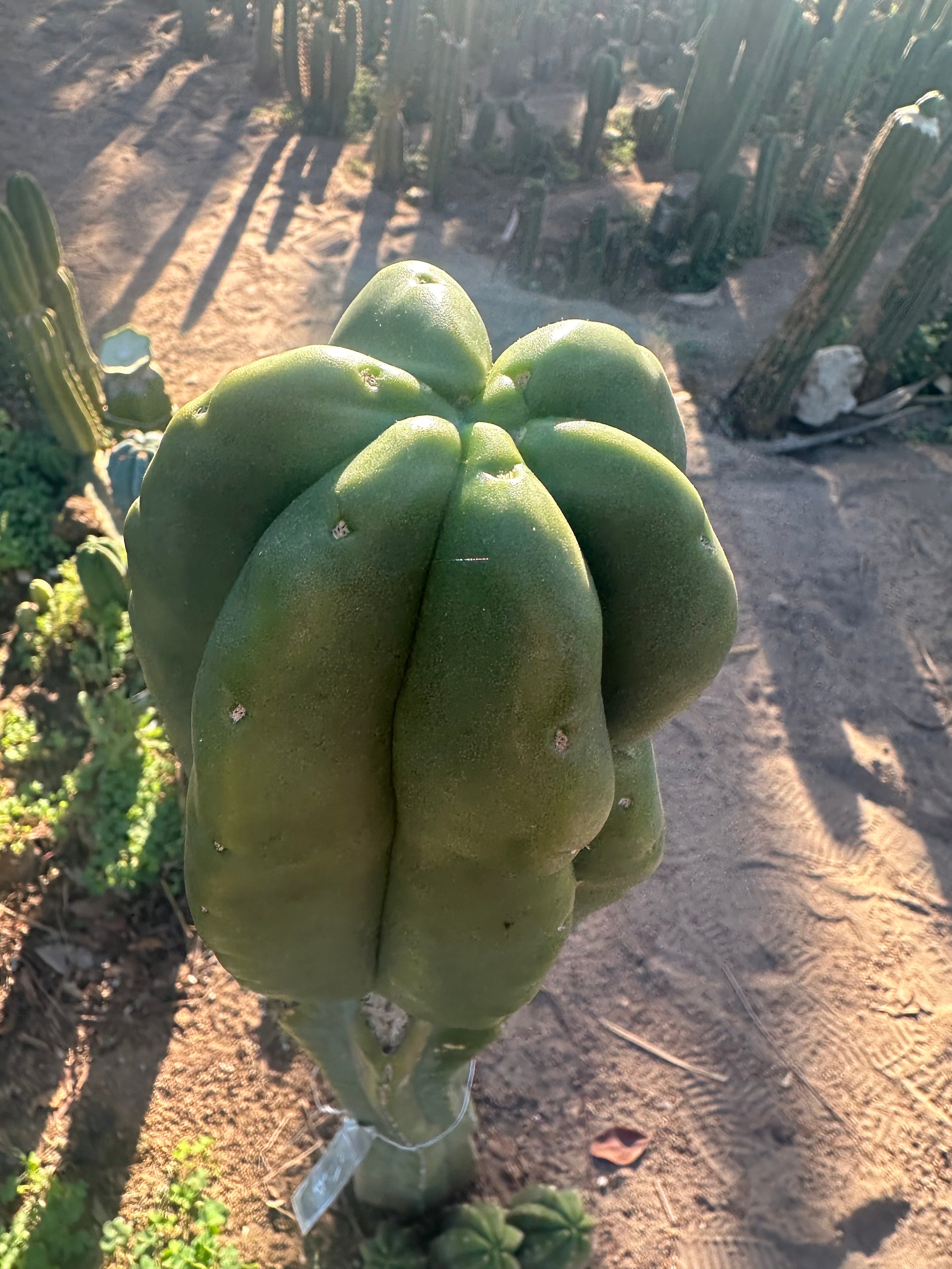 💎👑💎  Ferah — Another Thick Tip