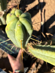 👑🌶️🌶️ Jiimz Twin Spine  — 13” Pups