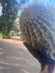 💎💎 T. Atacamensis — MASSIVE 17” Pups