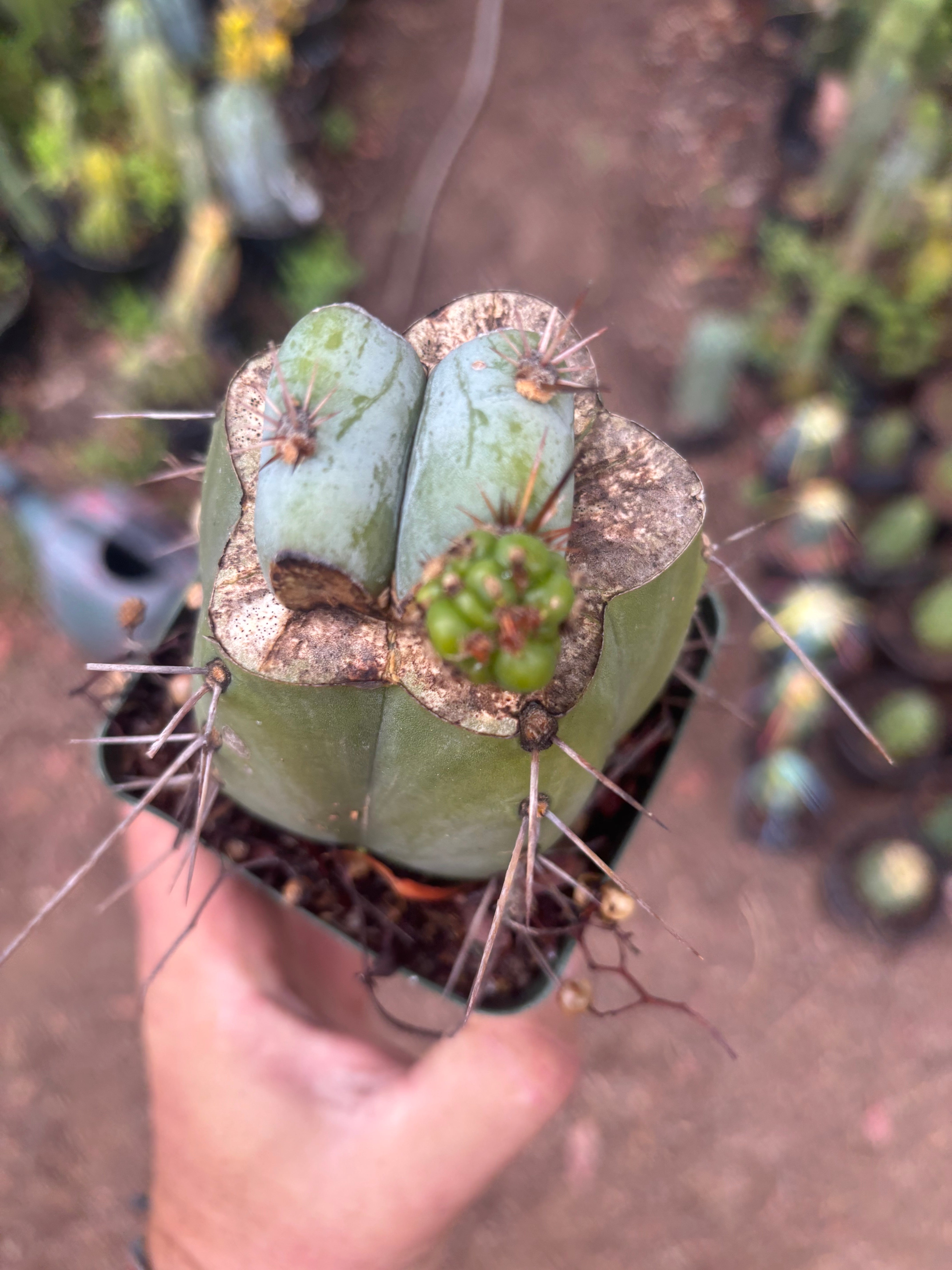💎👑  Monassa Blue — Pupping Slab Graft on Rooted Hammer