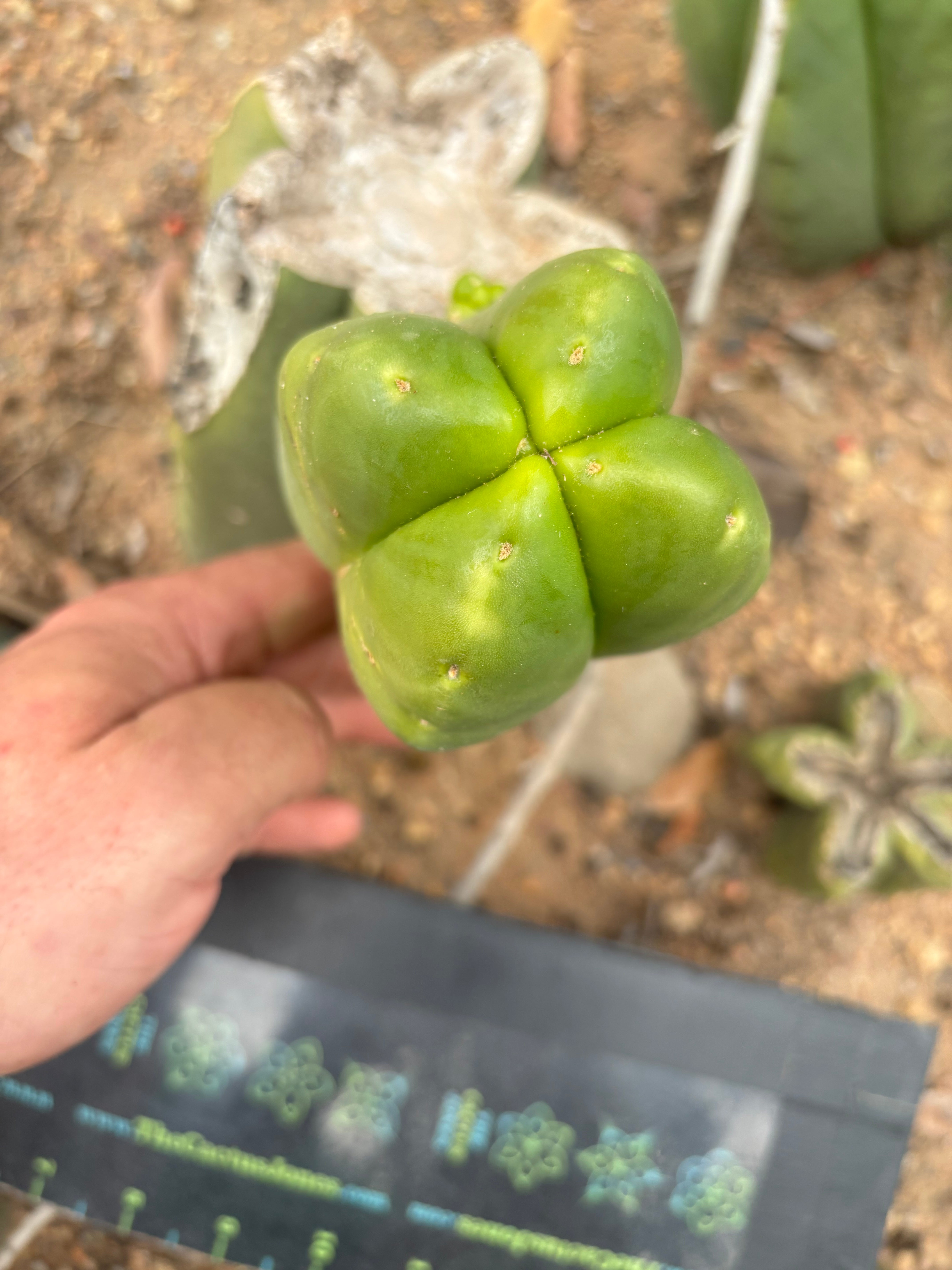 💎👑💎🌶️ Ferah! — FourWang Chub Muffin