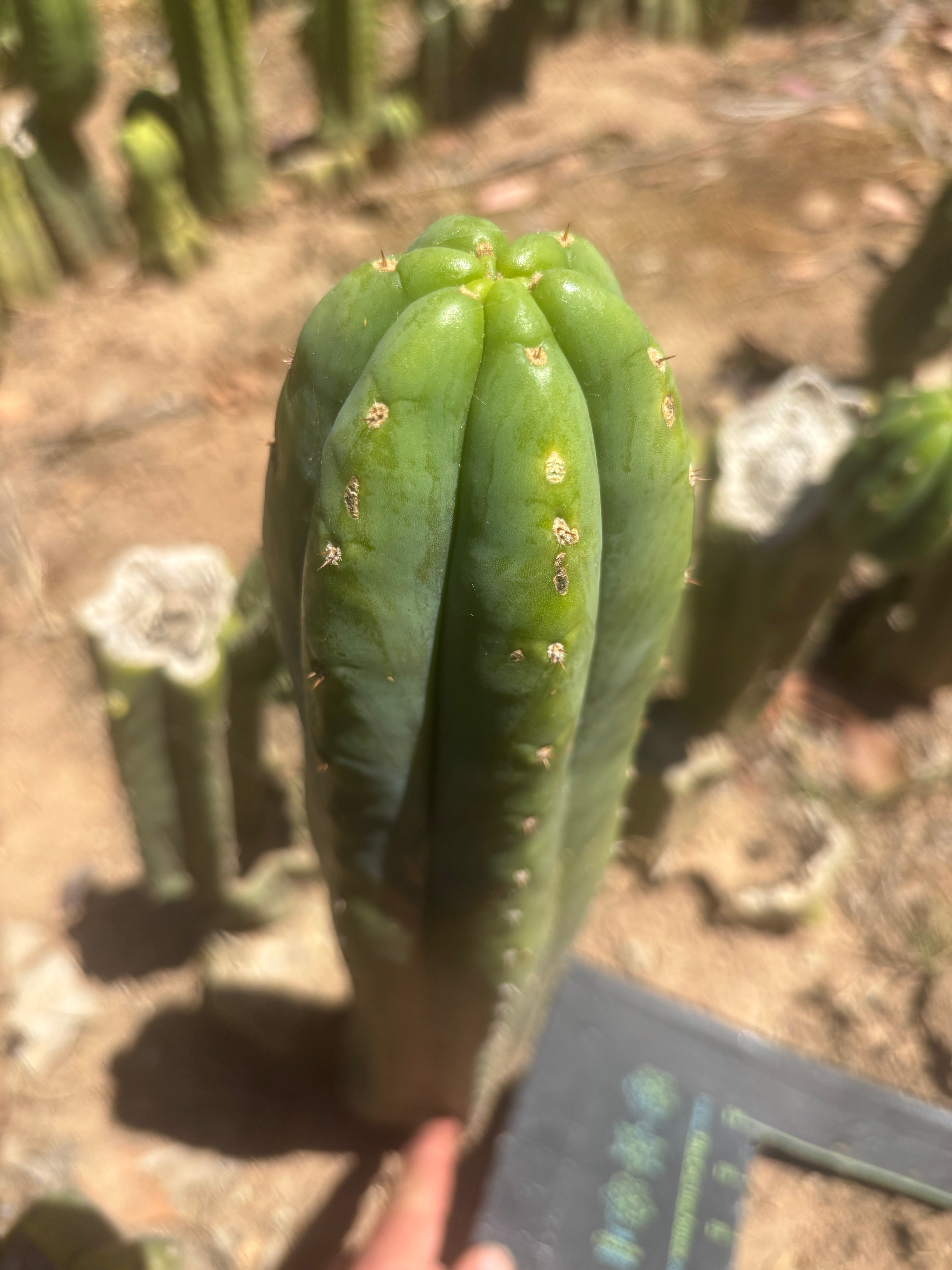 👑🌶️🌶️ Ogun — Another 14” Tip