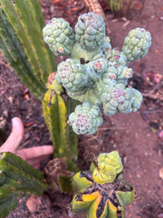 💎👑💎 Glorp — Another XL Pupsplosion Graft