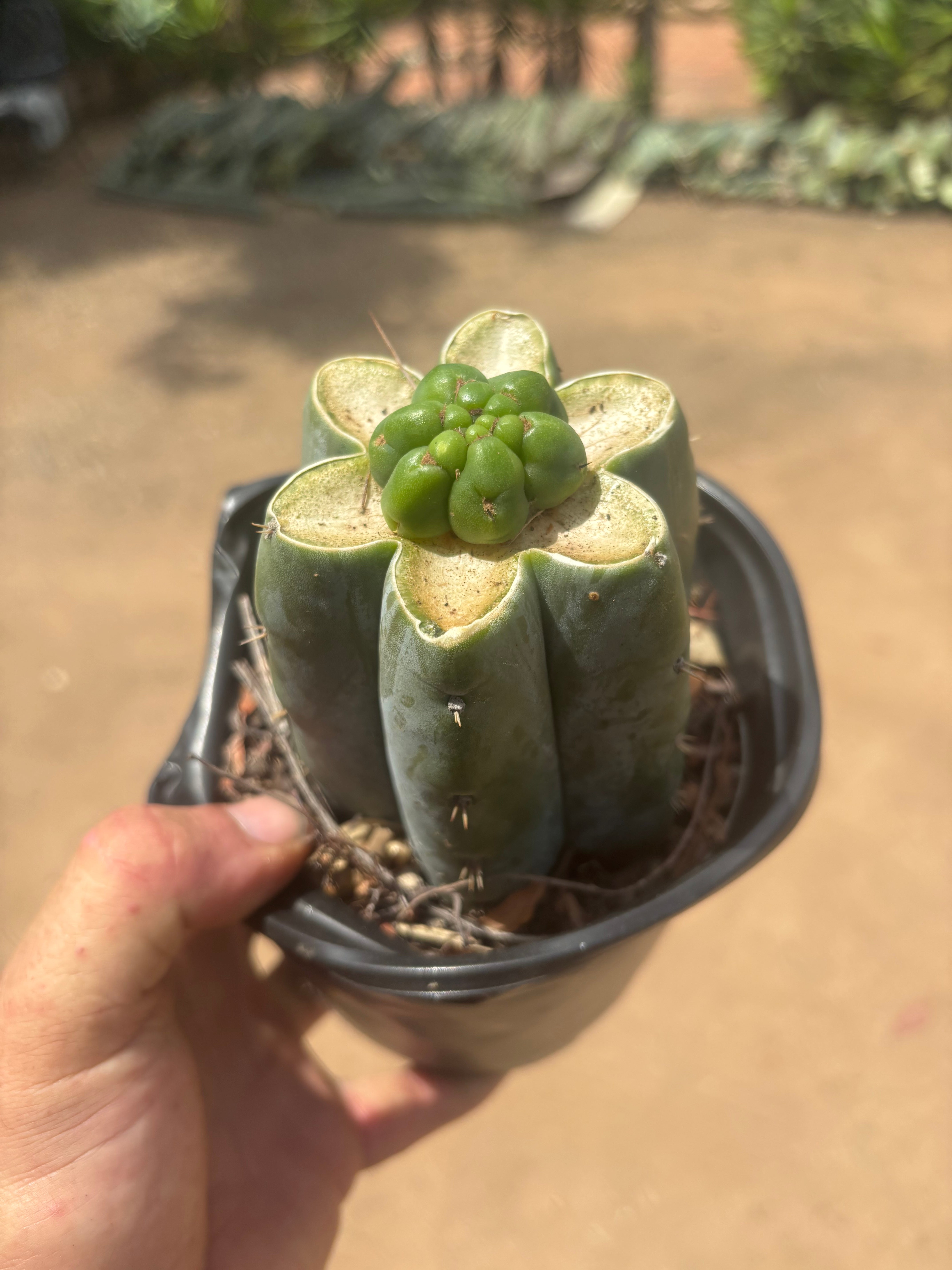 💎👑💎 Havran — Pup Graft on Rooted Shine01