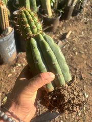 💎👑💎 T. Coquimbanus — Established Tip Graft on Rooted Shine01