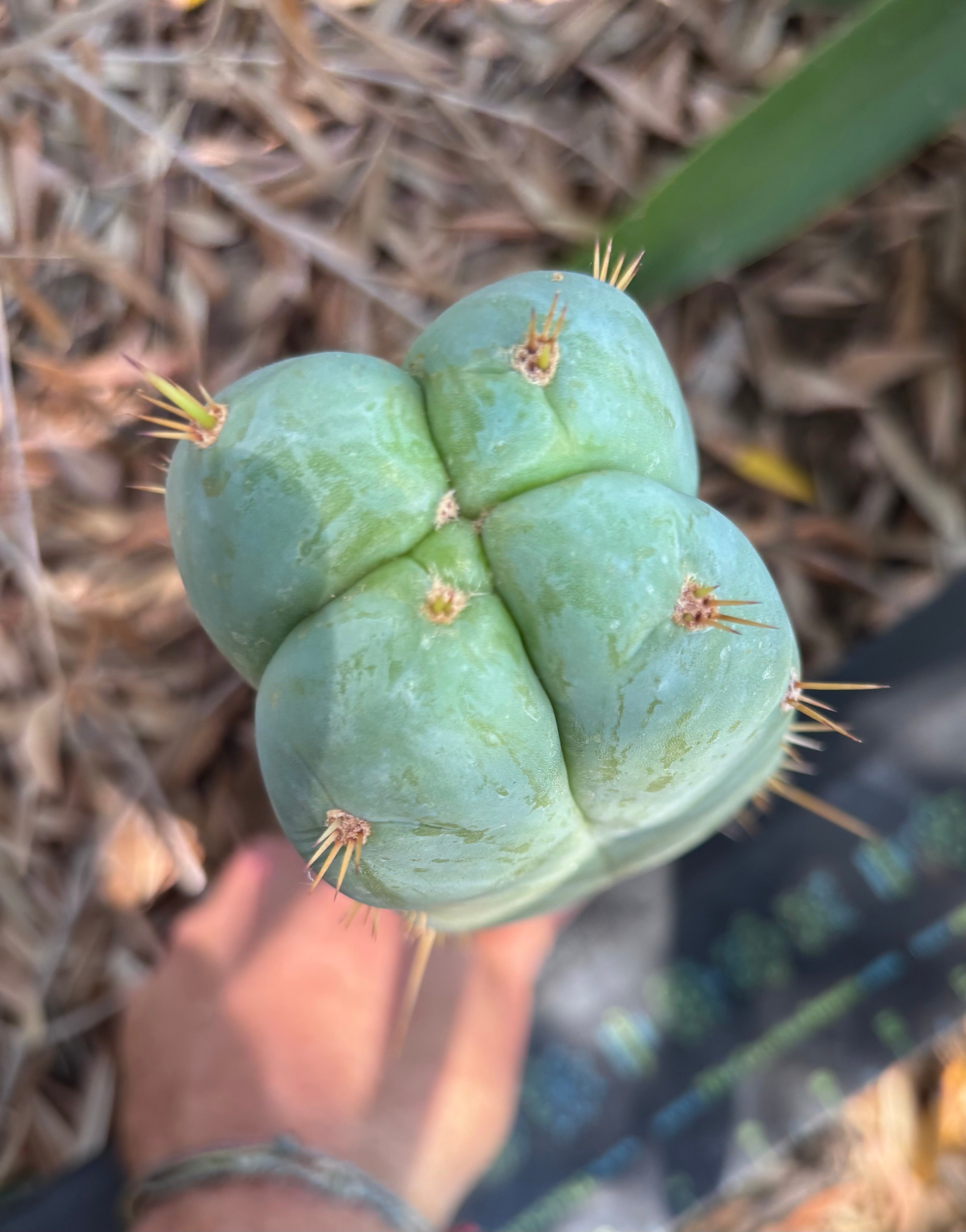 👑 Lotusland Huanu —  Irresistible FourWang 11” Pup