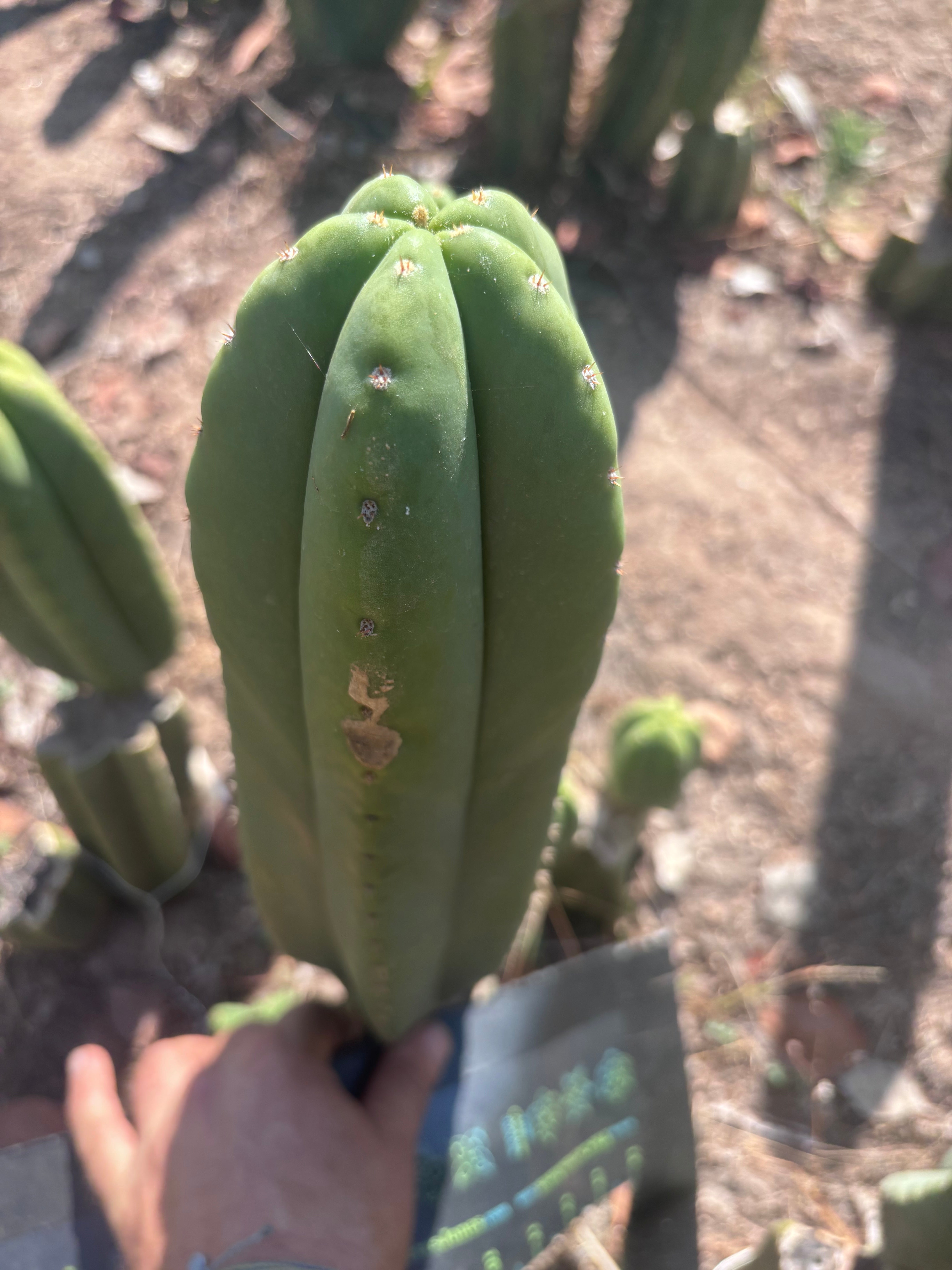 Heynes x Super Pedro — Chonky 13” Pup