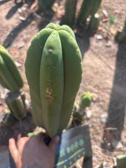Heynes x Super Pedro — Chonky 13” Pup