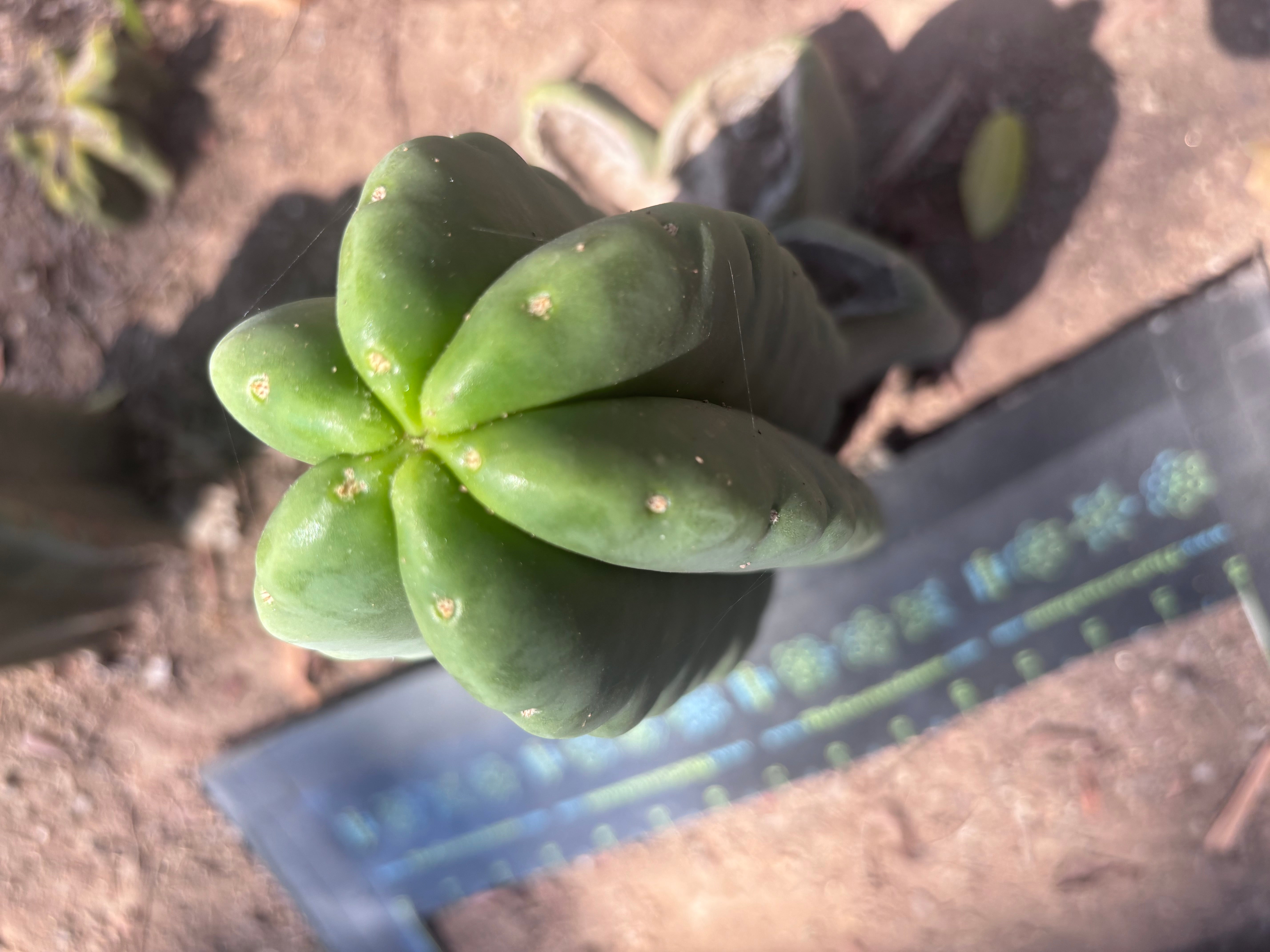 💎👑💎🌶️ Ferah — 7” Pup