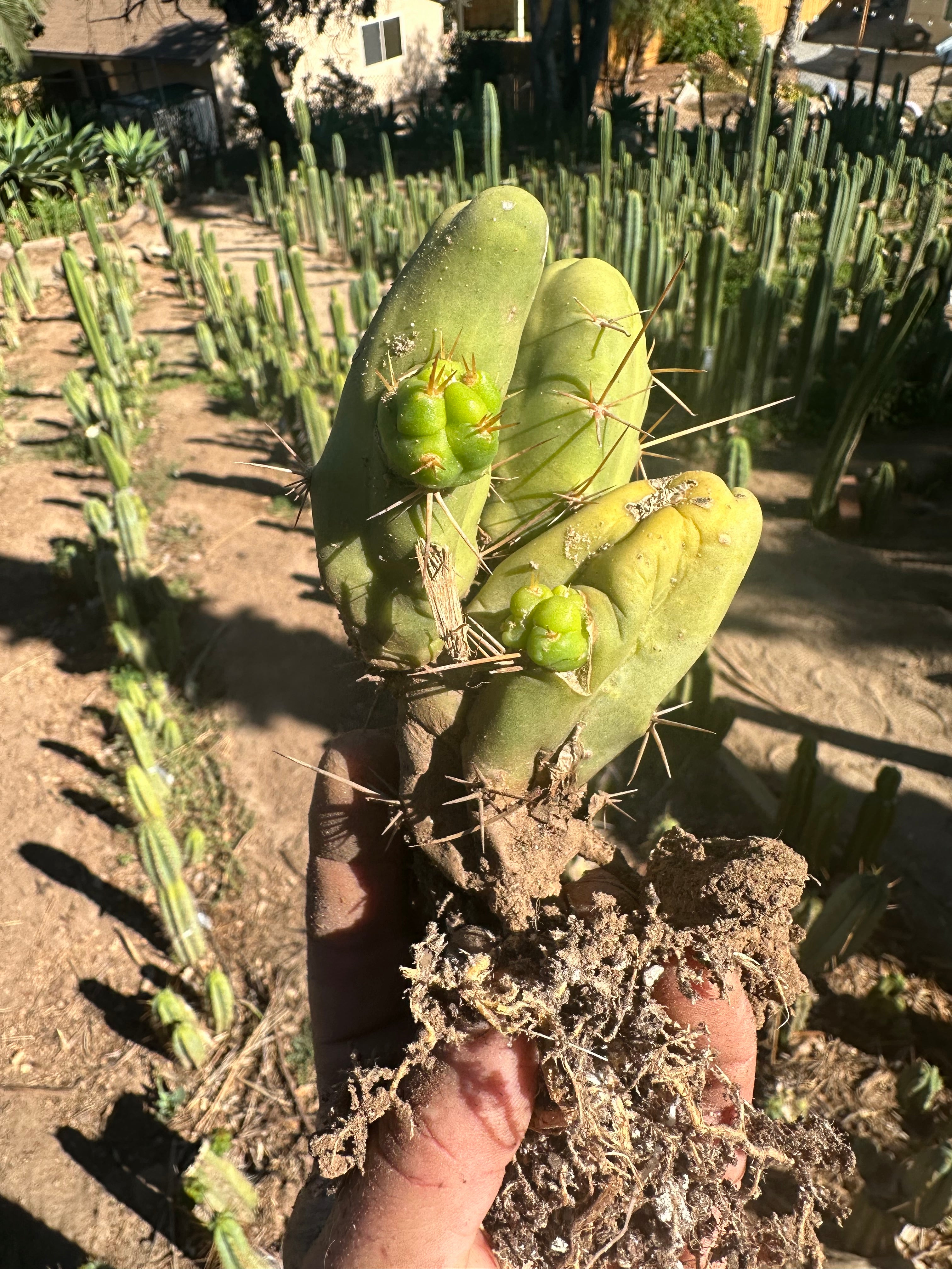 👑🌶️🌶️  TBM  — Rooted Cluster #3