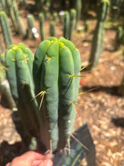 👑🌶️ Species C — 11” Pup
