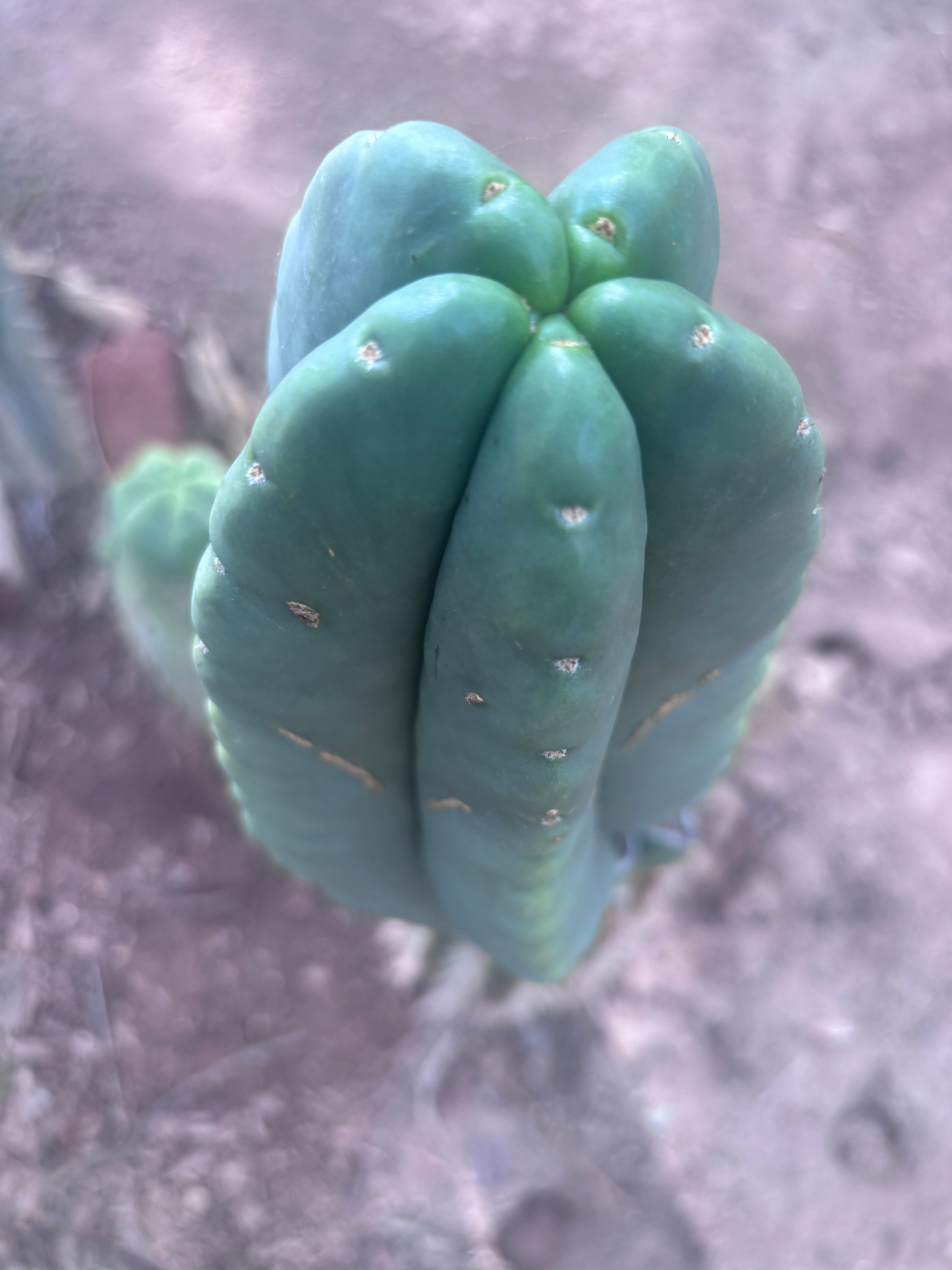 💎👑💎🌶️ Ferah — XL 9” Melon