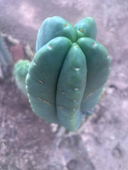 💎👑💎🌶️ Ferah — XL 9” Melon