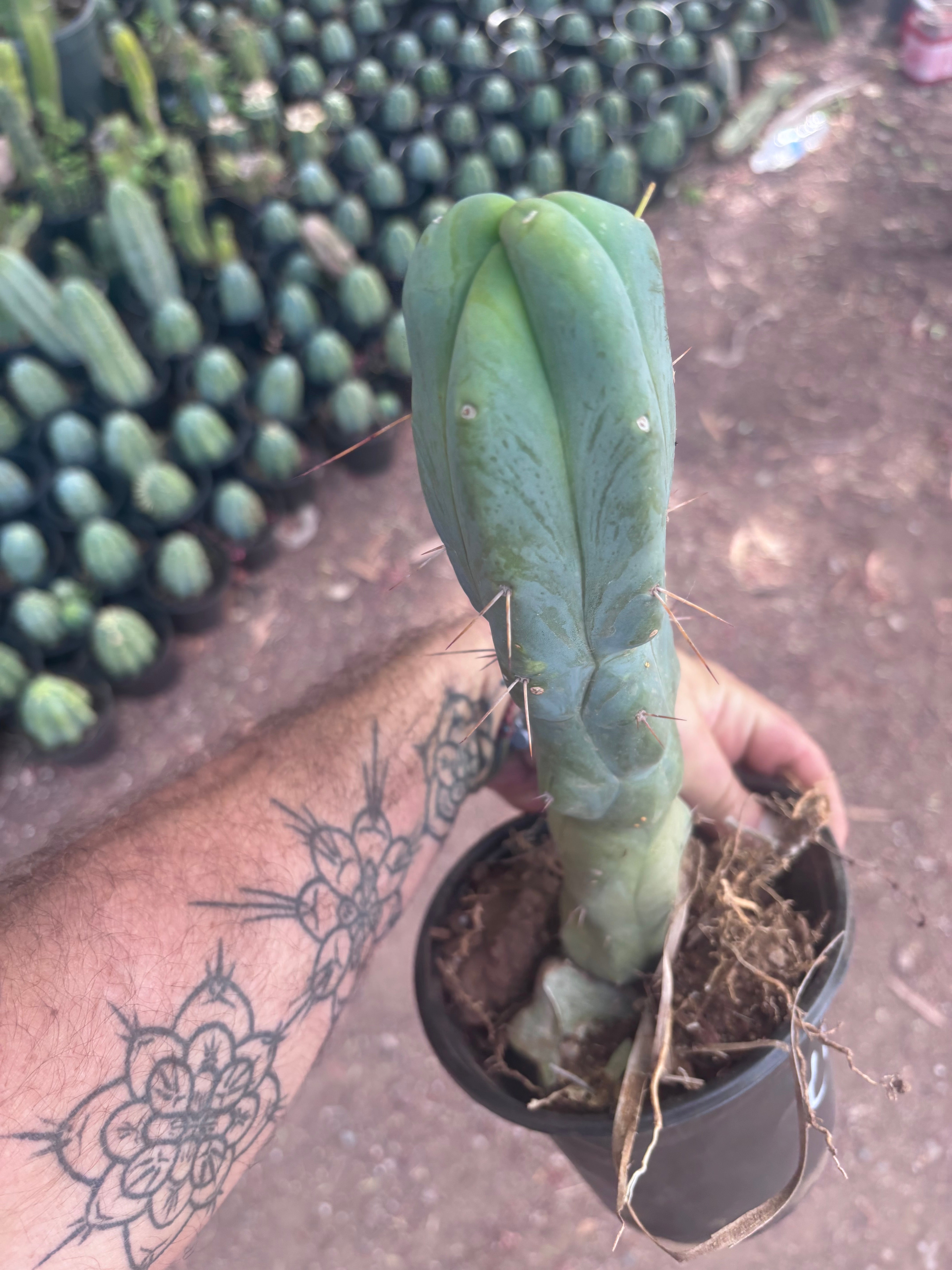 👑🌶️ Caballero — 11” Rooted