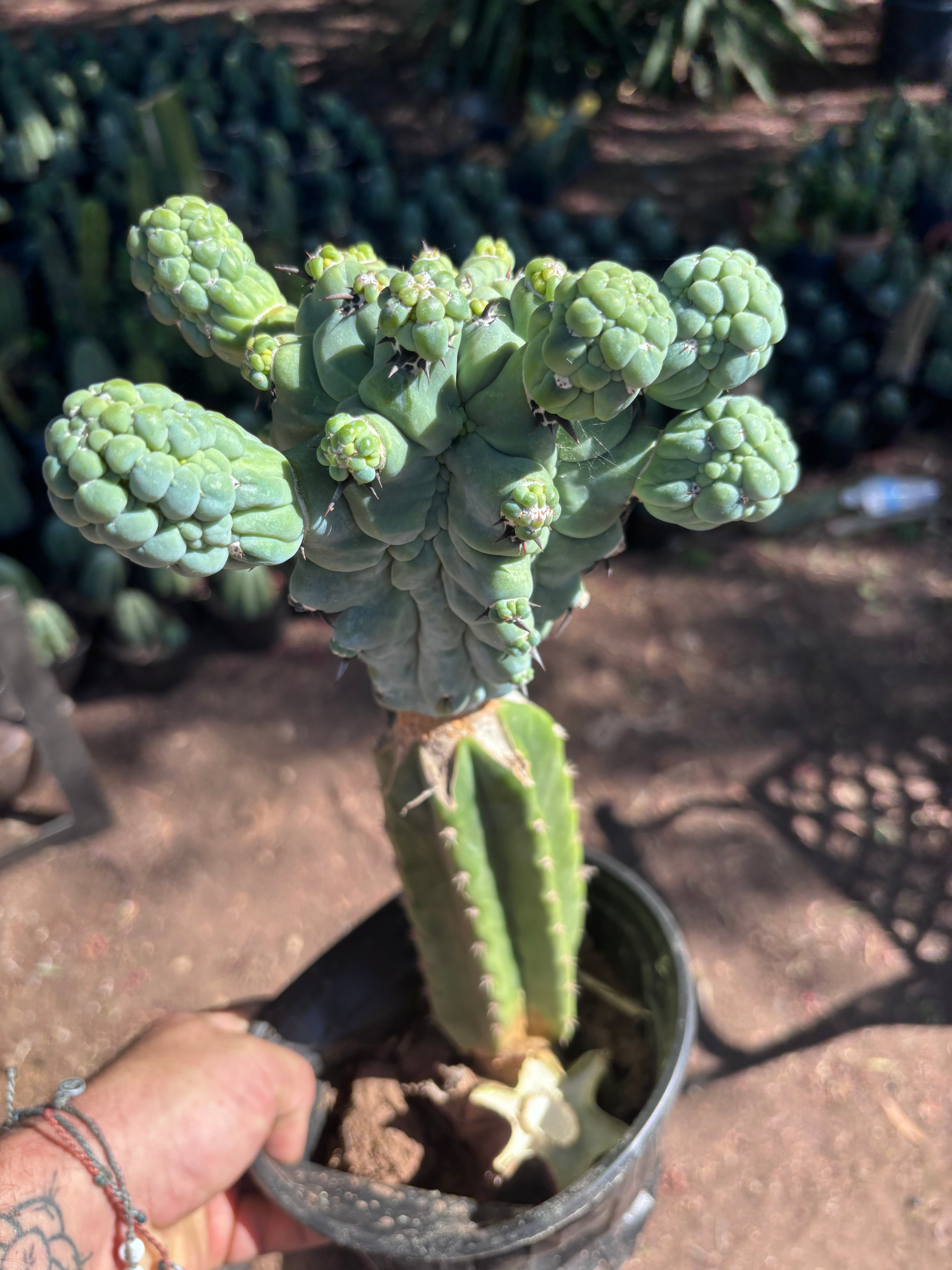 💎👑💎 Glorp — XL Rooted Pupsplosion Graft