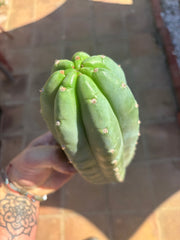 💎👑🌶️ Pierre — Chonky 10” Pup