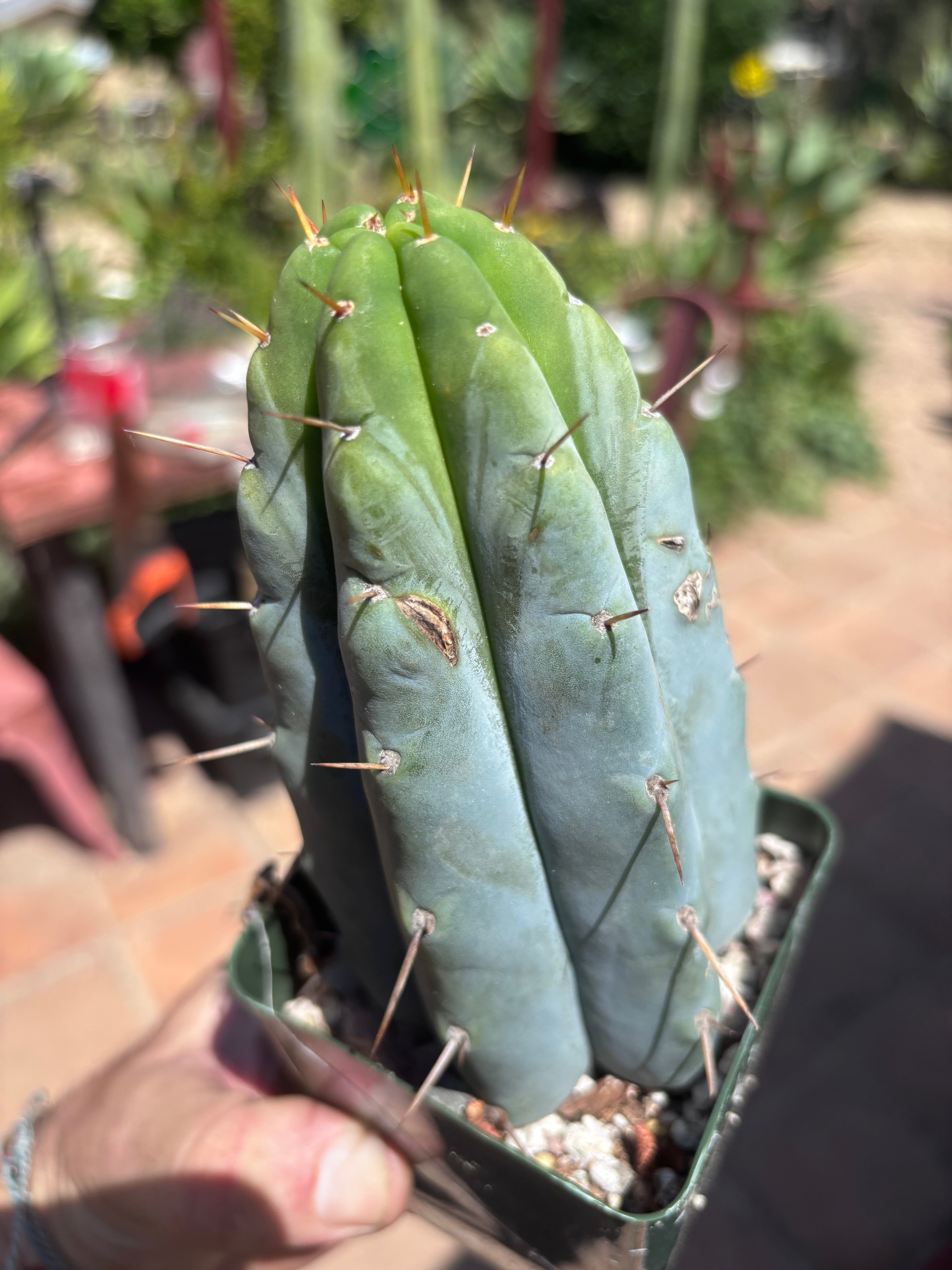 👑🌶️ Hammer — Rooted / Whole