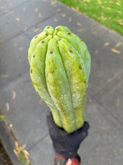 👑🌶️ Tom Juuls Giant  — Thick 12” Tip