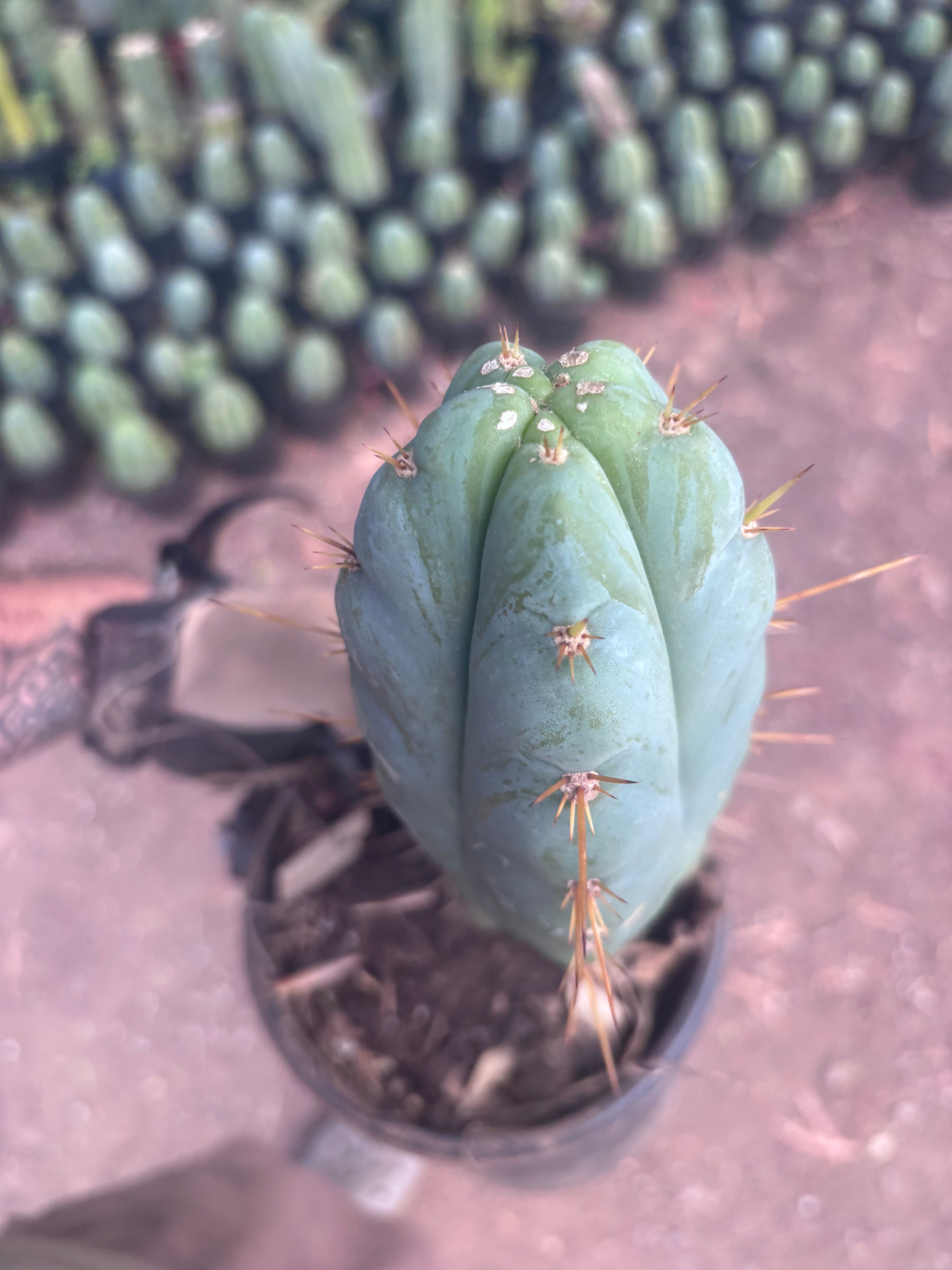 👑 Lotusland Huanu —  Fully Rooted Mid with Fat Pup