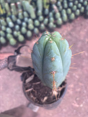 👑 Lotusland Huanu —  Fully Rooted Mid with Fat Pup