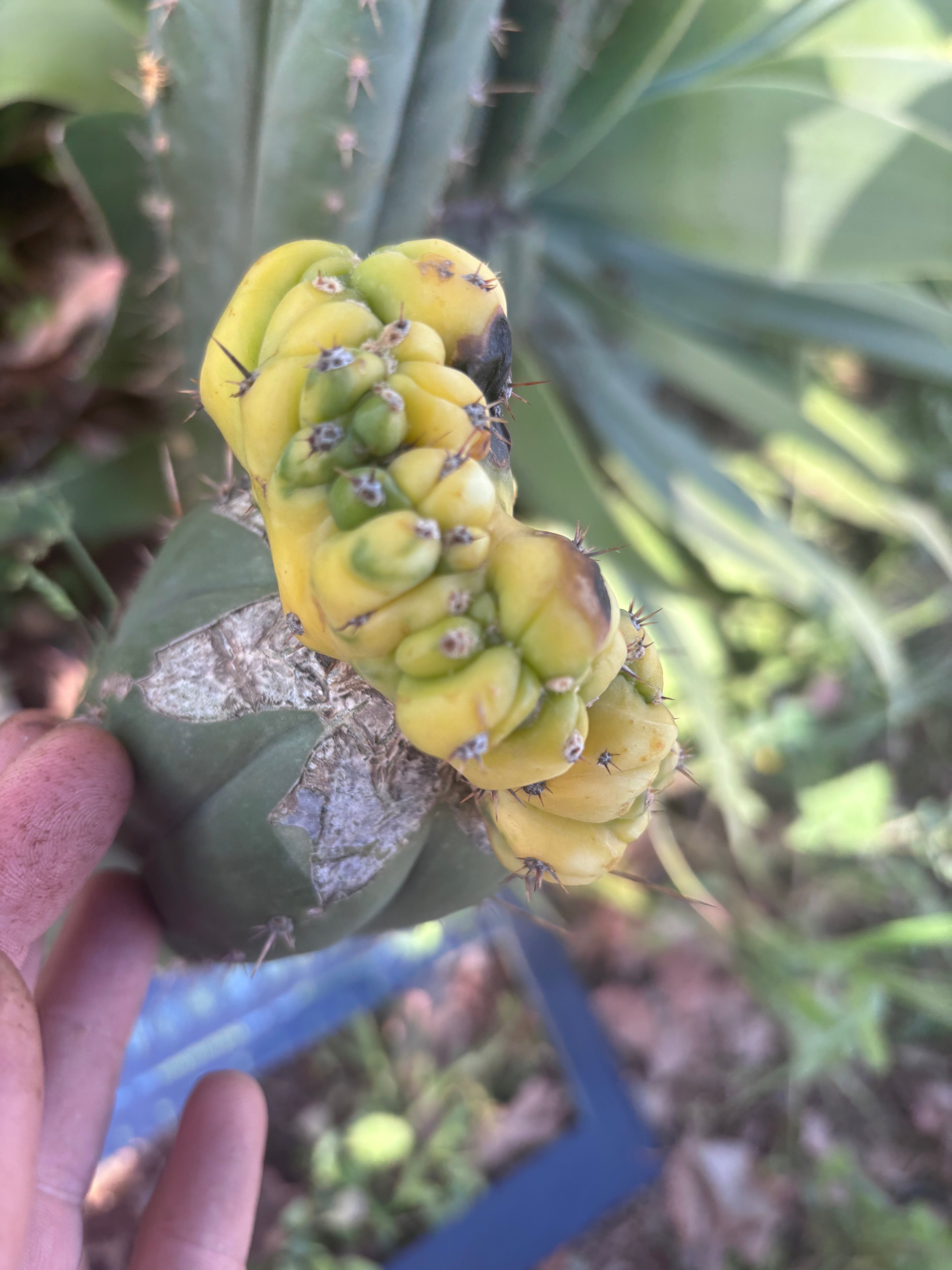 💎👑 Dr. Funkenstein — Crested Graft on LER