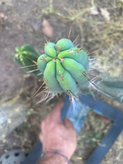 👑🌶️🌶️ Pala — 13” Tip
