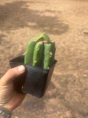 💎👑💎 Salad Fingers — Rooted Slab Graft w/ Pup Starting